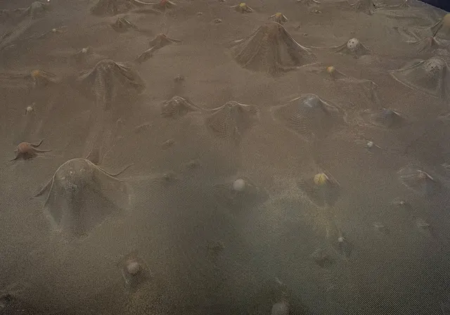 Work by Cildo Meireles