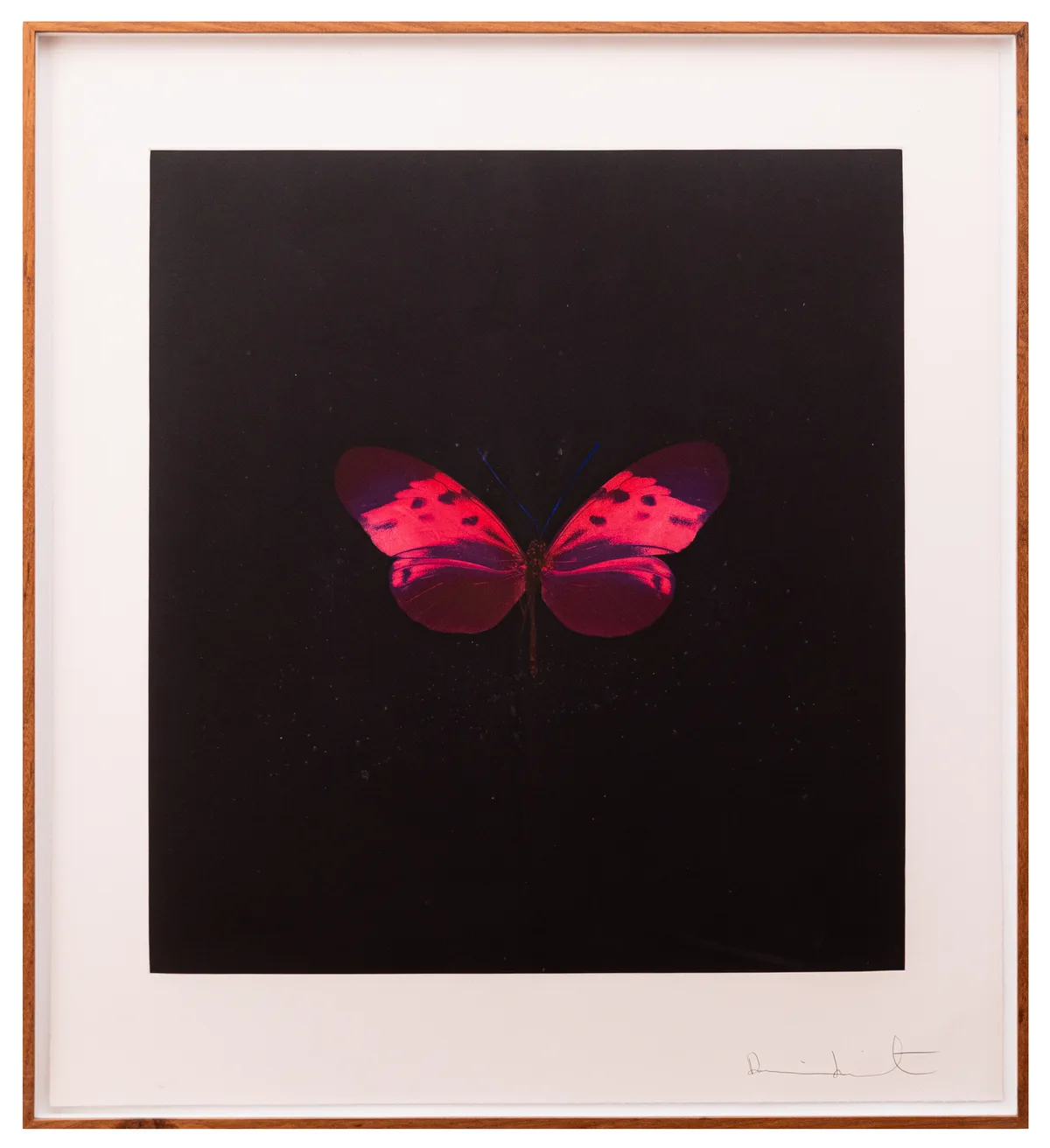 Untitled 06 (small purple/blue) Série: Memento — Damien Hirst