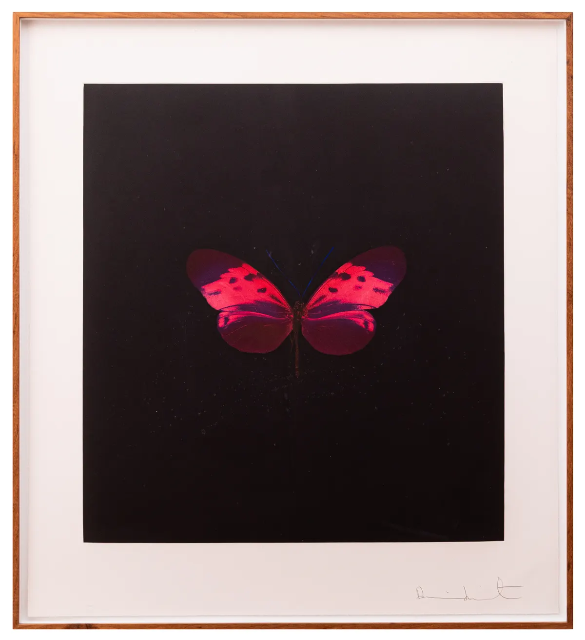 Work by Damien Hirst