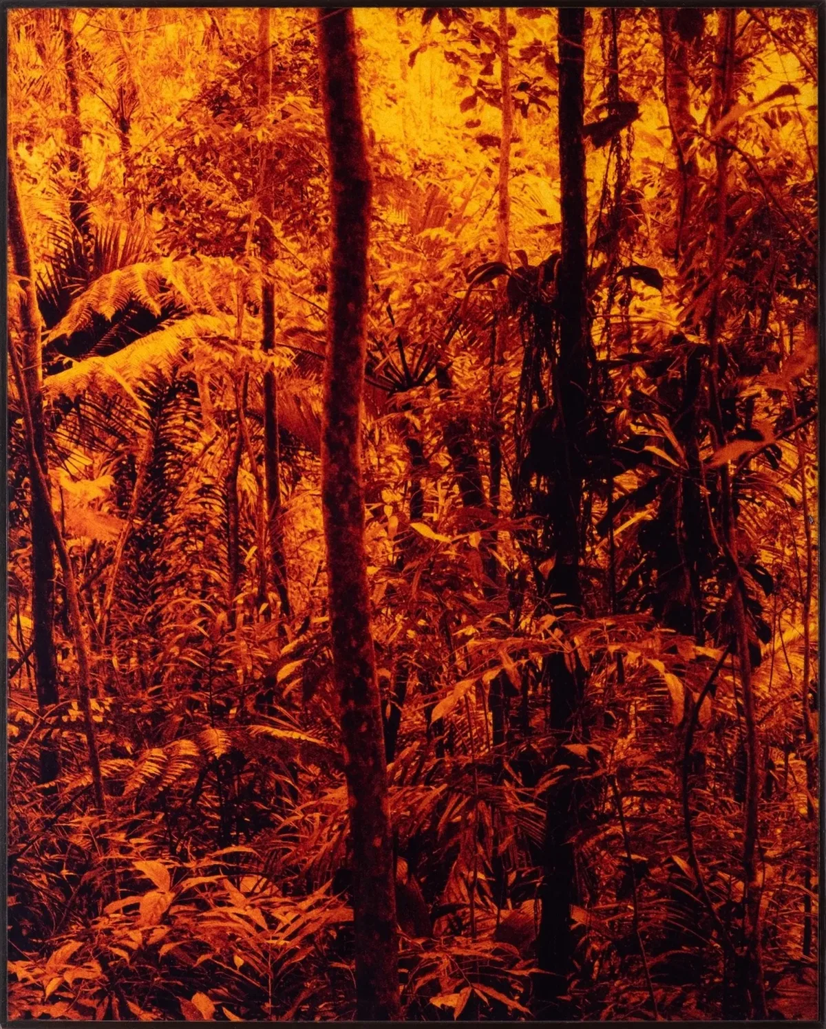 Tapeaba — Caio Reisewitz