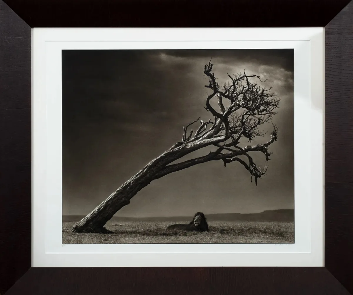 Lion under leaning tree, Masai Mara — Nick Brandt