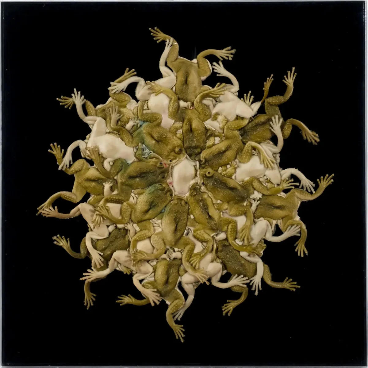Flor de Sapos — Lia Menna Barreto